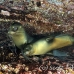 lion_sea_galapagos_cou_h_0117_ecu1209.jpg